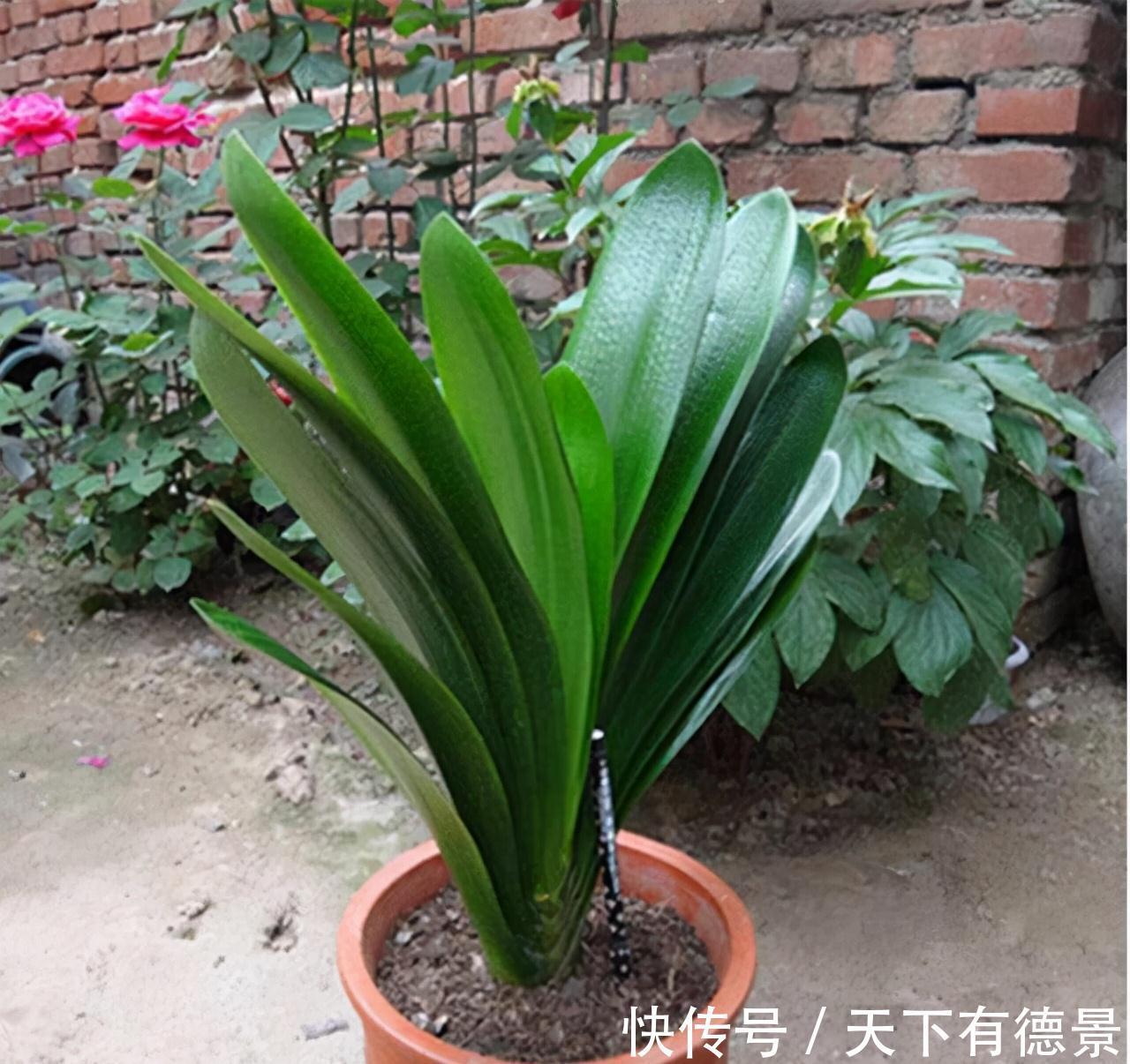 想要“养好”君子兰,建议改掉“3个坏习惯”,做对2件事