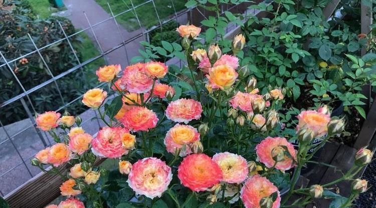 花朵|超好养的木本植物,全年开花,观赏价值高,室内也能种,值得栽培