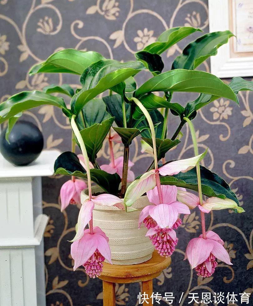 8种“昂贵花”,工薪族“舍不得”买,但是太好看,有钱要买个遍