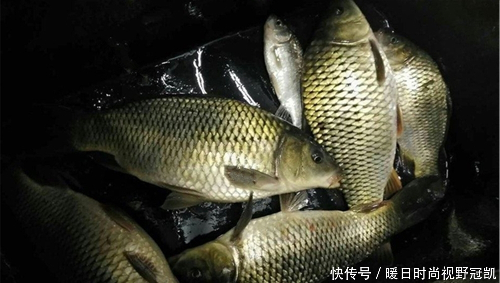 浮漂|鲤鱼怕高温，夏季最适合夜钓，夜钓大鲤鱼，可以试试这些招数！