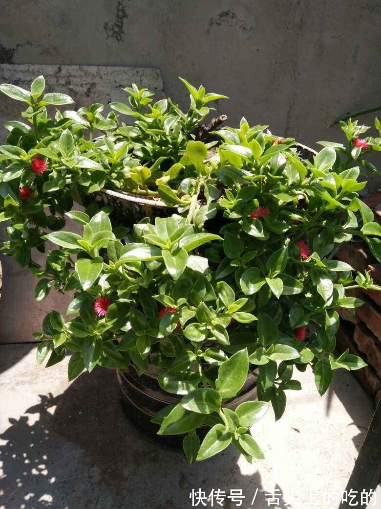 花花|常见的两种花,夏天适合凉拌,清清爽爽特下饭