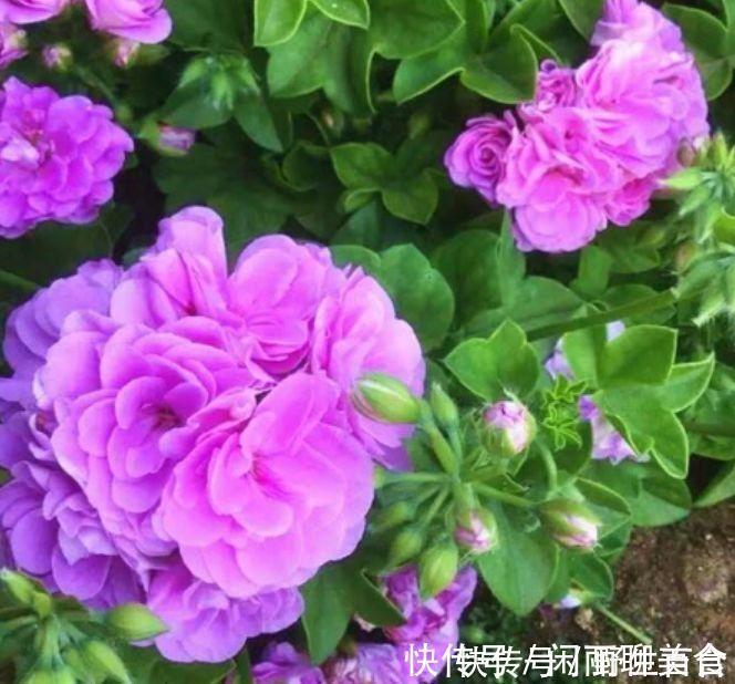 杜鹃花|养花就养几种花,家里养一盆,颜值高,开花多,随便一养成花海!