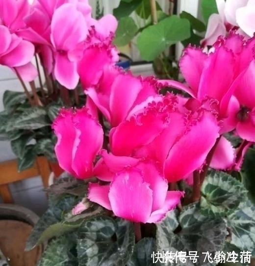 仙客来|这5种花,不要钱也不能养,全都有毒,养了后悔都来不及