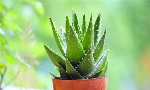 今天你吃芦荟了吗教你夏季养芦荟的3个妙用,只当盆栽太可惜