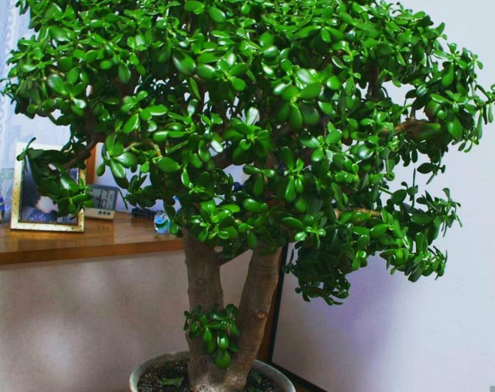 长寿花|天气冷，六种花要干养，少水多晒才健壮，养成老桩更旺家