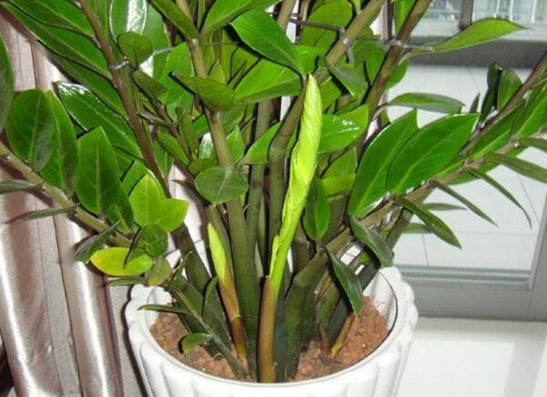 养金钱树、虎皮兰“抓重点”，每月喂点“出芽肥”，1次冒出5个芽