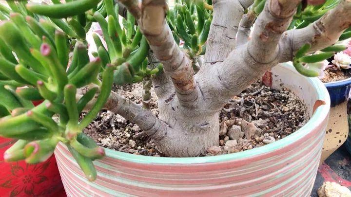 红边|姐姐养了9年的多肉,没有买肥就用它,个个长成精!