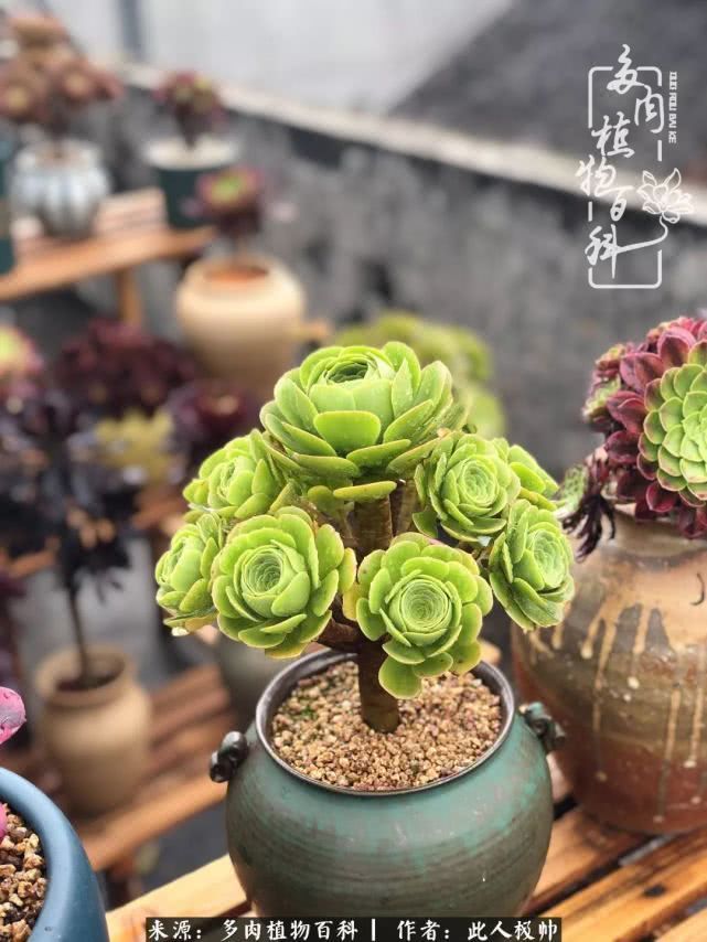 骄阳艳玫瑰,梦幻魔法师!独爱你的百媚千红!