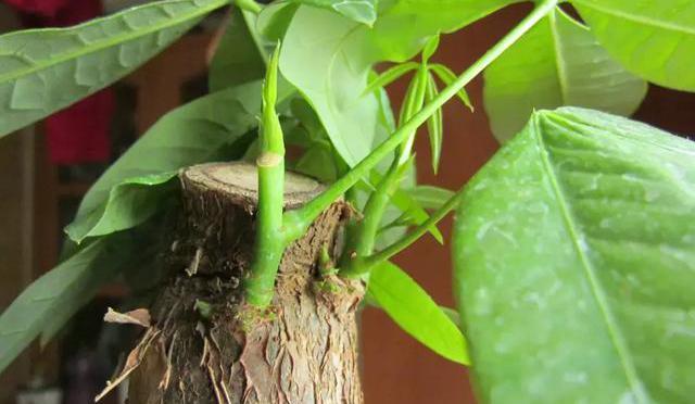文竹黄叶|绿萝、发财树黄叶严重,用这个浇两次,叶片油亮不黄叶!