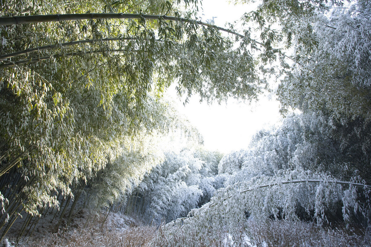 2020的情思—— 风雪赋