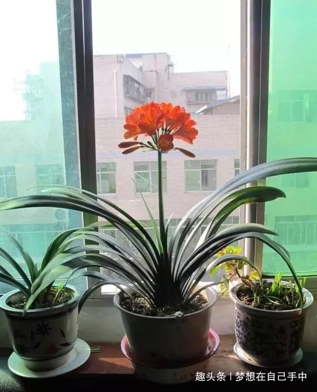 叶片|君子兰最爱“2种水”,15天用一次,花剑蹭蹭冒,1年能开2次花!