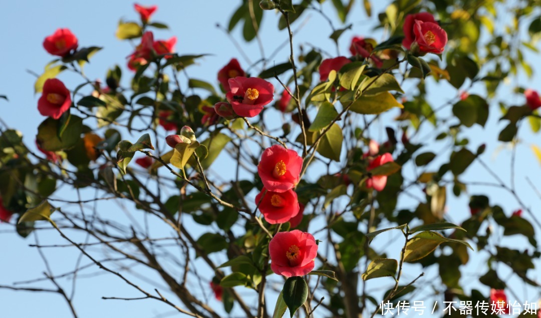 老年|春暖花开，踏青赏花正当时