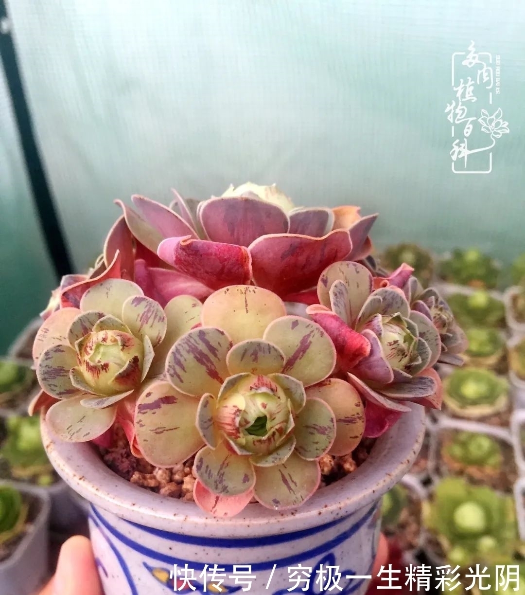 山地玫瑰的那些事儿关于养护过程中遇到的灵魂18问