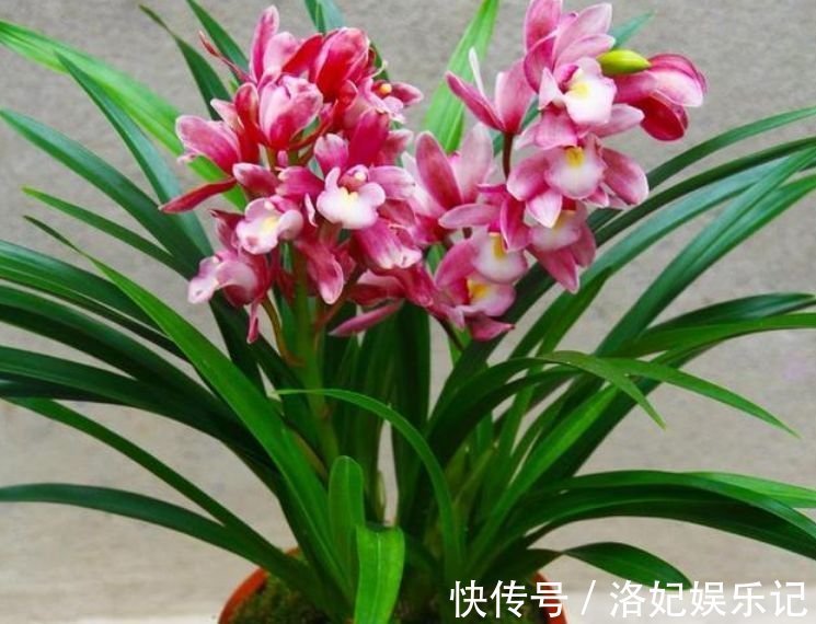 家养4种花，不仅名字好听，花也漂亮，姿态优美，韵味十足