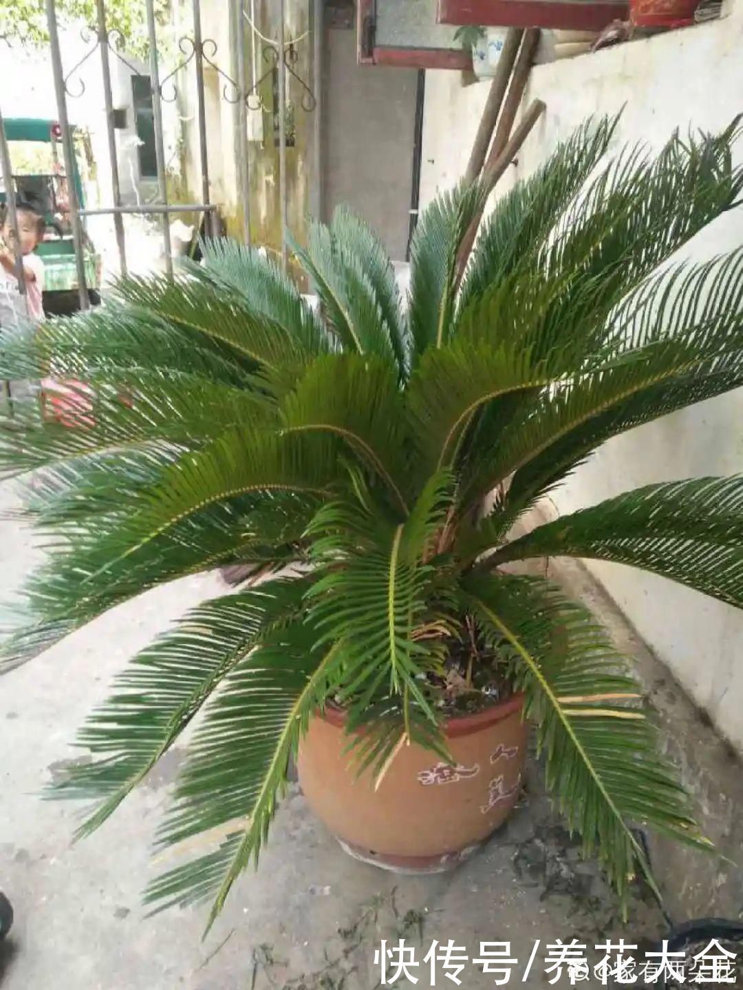 农村当柴烧的花,原来可以当盆景,给一千块也不卖