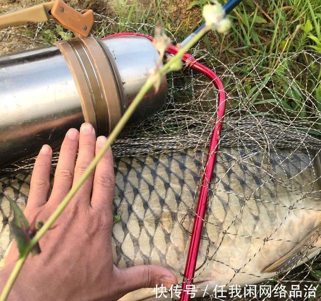 南宁钓鱼人钓获“鲤鱼王”,身长一米全身金黄,老大爷建议放生