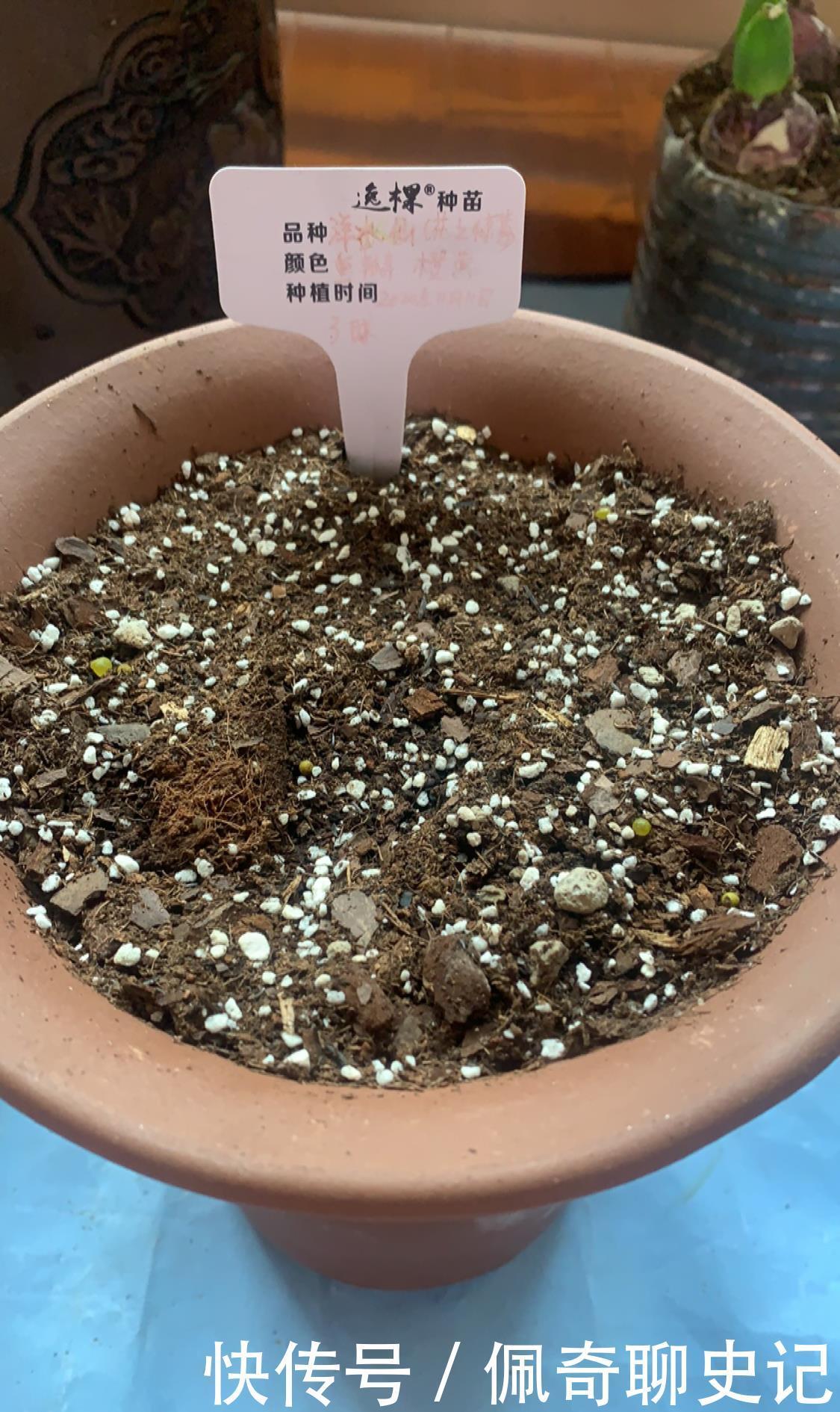 养水仙水培土培都可以,但是不能水土混养,容易烂球