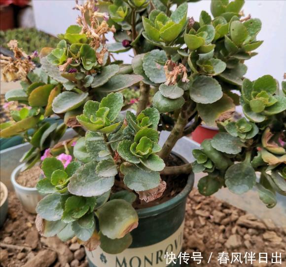 休眠|5种漂亮花，夏天“便宜”也别买，高温养不活，白花钱了