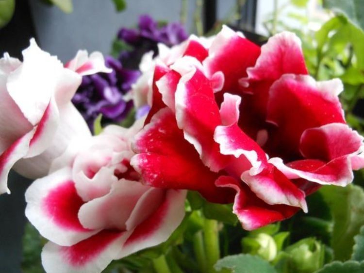 超好养的几种花,吸收甲醛的能力超强,叶子油绿