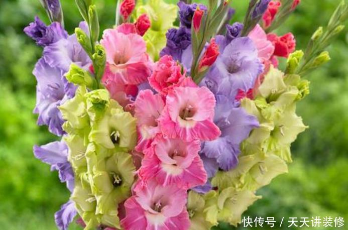 这5种花爱“生崽”,今年种一棵,来年变“一堆”,好养又省钱!