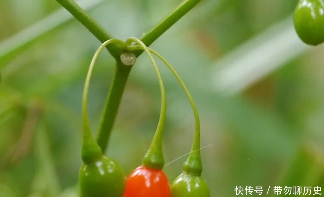 颠茄|这种毒物,小时候你见过吗?