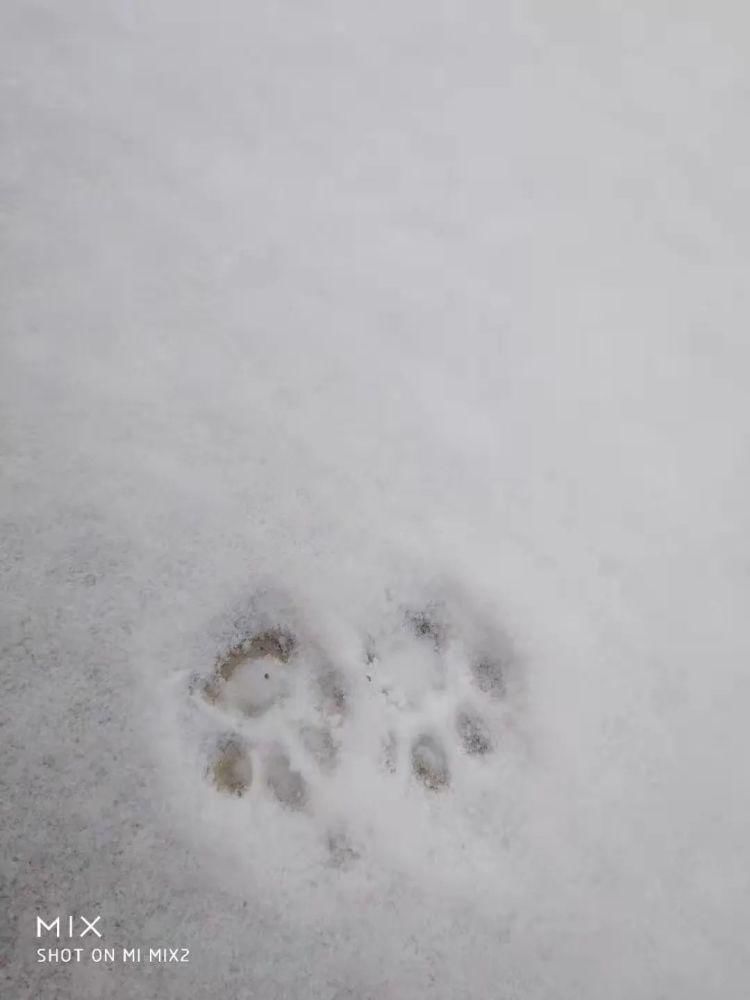 初雪|缑瑞芳‖初雪，那一抹浅忆