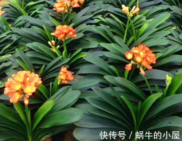 有不少人养了多年君子兰,却不知道它喜欢什么肥,我来告诉你