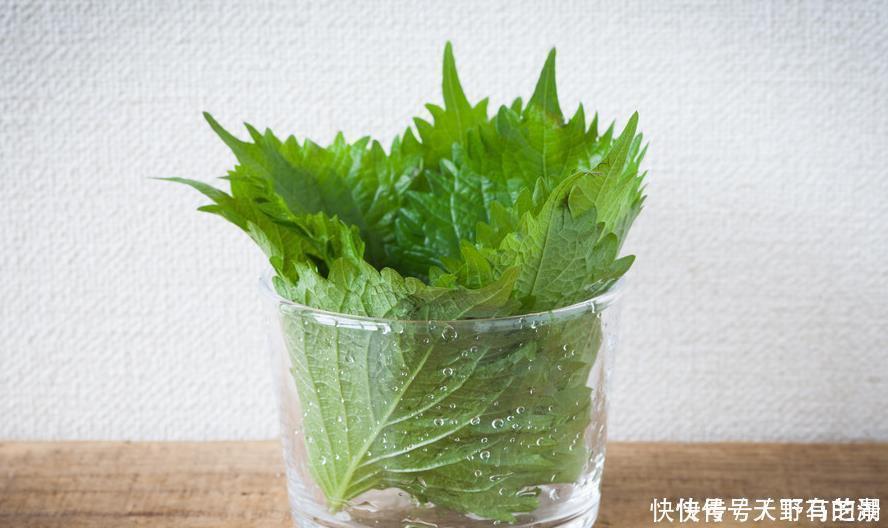 紫苏|这6种植物是生活的好帮手,家里养一盆,好看好养还可备不时之需