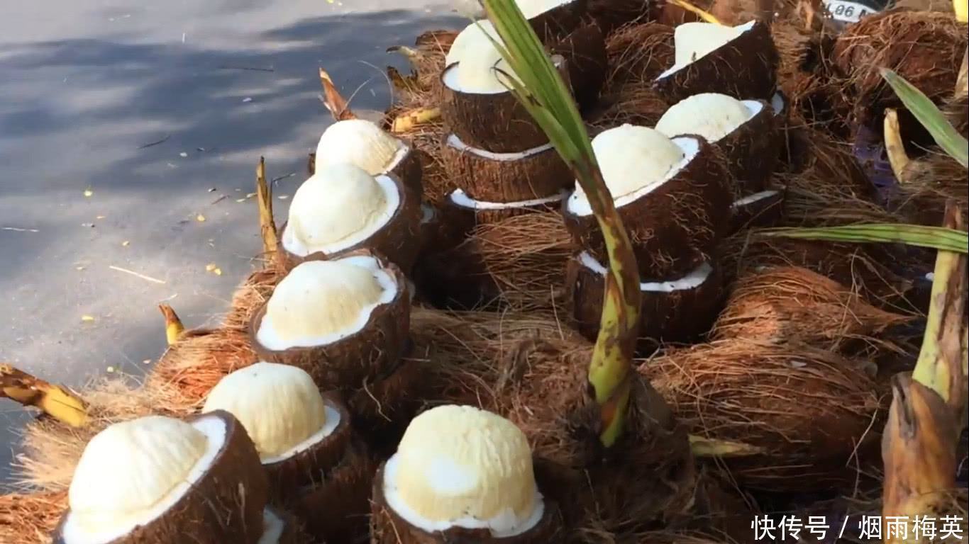 椰子|海边发了芽的椰子,才是真正的宝贝,里面这东西好吃极了