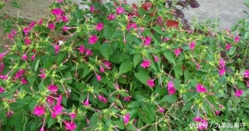 养颜|农村常见的这种“夜饭花”,除了能驱蚊外,还是祛斑养颜的护肤品