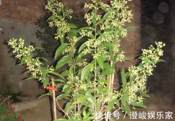 夜来香|有“1种花”,花香浓郁很好闻,还能防蚊虫,真是夏季必养花卉