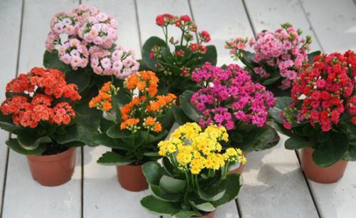 观赏价值极|3种漂亮花,别再花钱买,朋友家摘几片叶子,插在土里就生根!