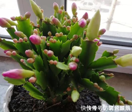 蛋壳|养蟹爪兰不开花往花盆里撒“2种废渣”，花芽长出来，开出花！