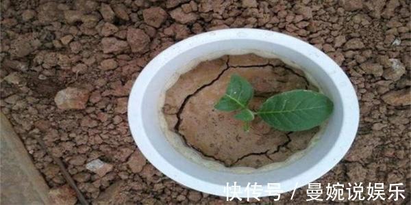 板结|入冬后，盆土变成“铁板石”，多用这两种水浇花，就能明显缓解！