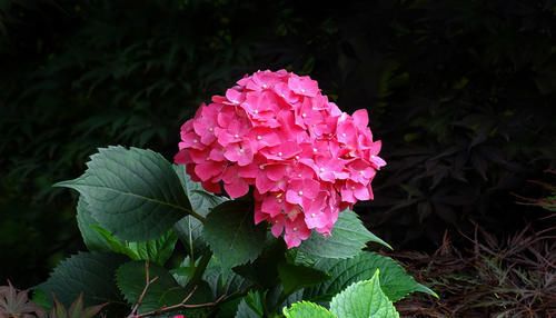 米兰花|最适合6月扦插的5种花，成活率高，再不扦插就要等来年