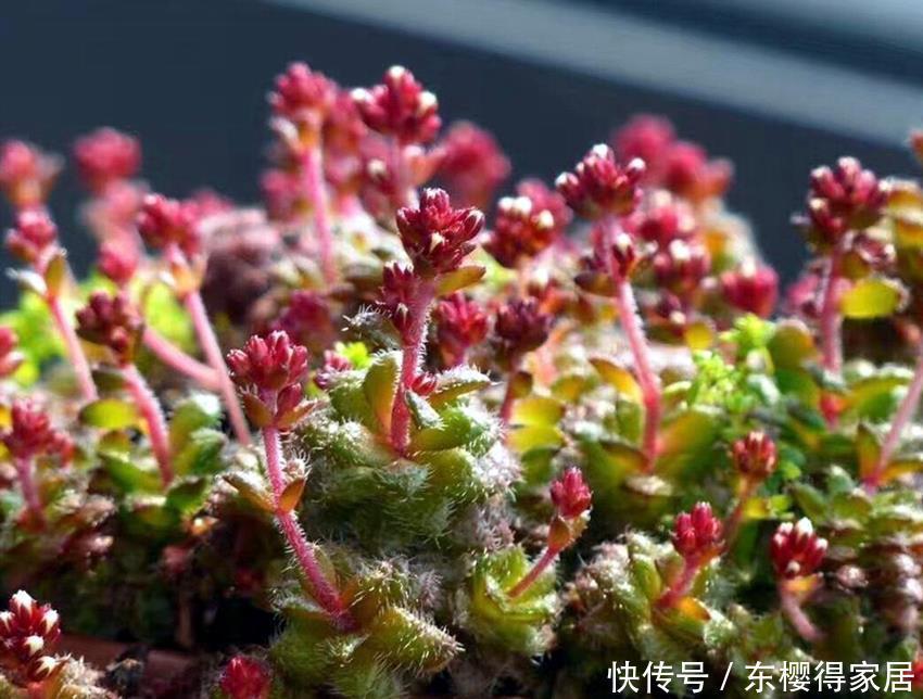 盘点4种名字带“星”的多肉，你养过吗？