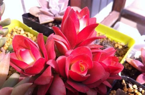 值得拥有的4种红色多肉,好养护上色快,叶子鲜红似火烧!