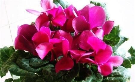 仙客来到现在光长叶子不生花苞，为什么？怎么办？