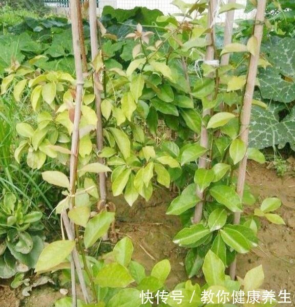 木麒麟|叶仙嫁接蟹爪兰，长到比人高，花开千百朵，一个弱点“毁所有”！