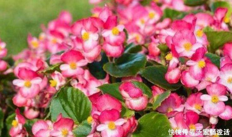 天竺葵|4种花美的出奇,好养又漂亮,连年开花,能养一辈子