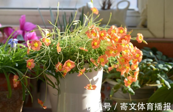 植物|养花最“坑人”的妙招,老花匠都不敢用,养花新手一定别尝试