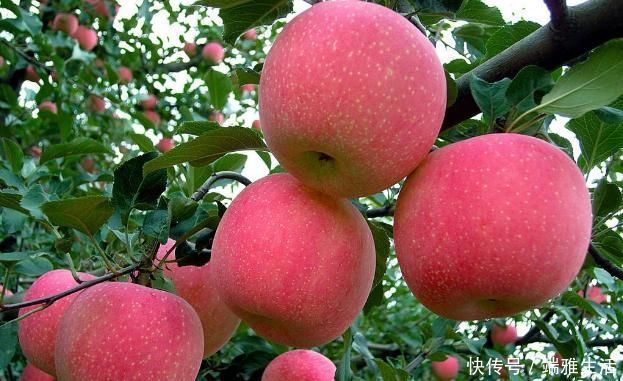 吃起來|蘋果“最佳”的2種吃法,促進(jìn)腸胃蠕動(dòng)排宿便,為健康吃起來