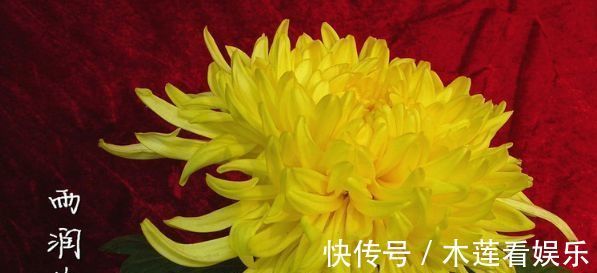 高雅|喜欢菊花,一定要养盆“珍稀名菊”雨润葵黄,柔美高雅,一次开爆
