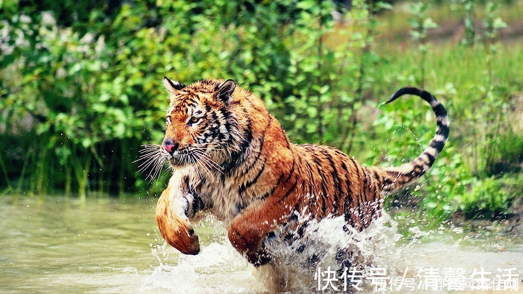 青壁&陆游:古代最高产的诗人,曾亲自杀死两只猛虎,还留下二首名诗