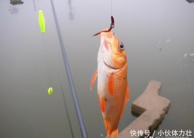 蚯蚓饵真的是万能的吗?看过这些才能让蚯蚓饵真正成为钓鱼法宝