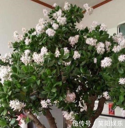 客厅养的5种花,最怕水,多浇一点点,整盆死翘翘