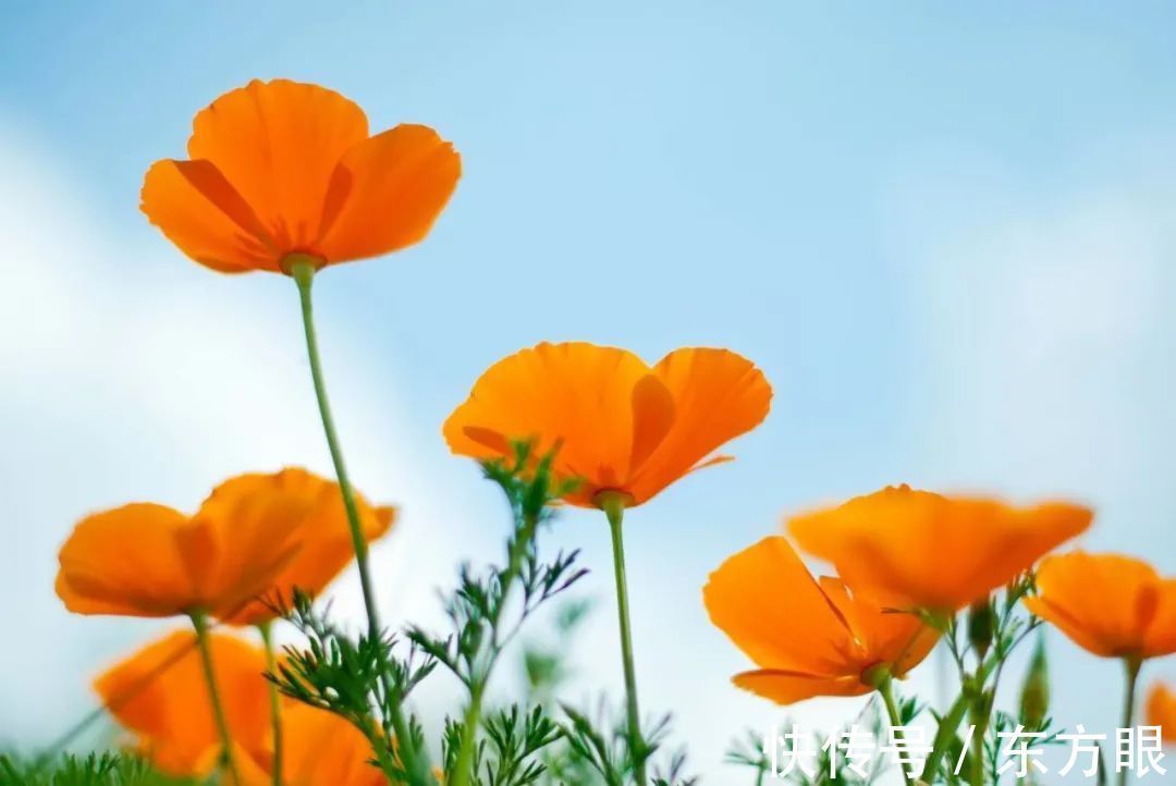 几度夕阳红#十个比喻,说透人生(精辟!)