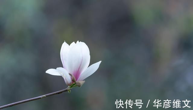 白芷|此物“专通鼻窍”，可解各种鼻窍病证，但唯有初春可采，切勿错过
