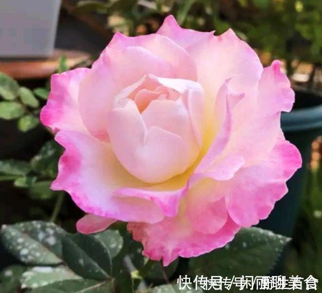 杜鹃花|养花就养几种花，家里养一盆，颜值高，开花多，随便一养成花海！