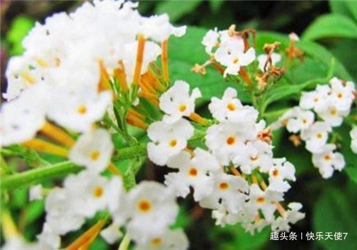 胆固醇|女性要排毒,离不开4种食物,排出毒素,净化血液,滋养女性子宫